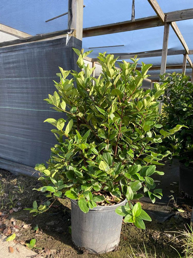 Vibernum Suspensum