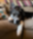 Alicia's rescue dog relaxing, adding a personal touch to the fun facts section of her website.