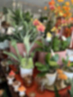 Orchids and tropical houseplants displayed inside Dutchess Flower Company in decorative pots
