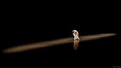 Spectacle de danse 2 Temps 3 Mouvements