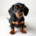 Smooth Coat Dachshund