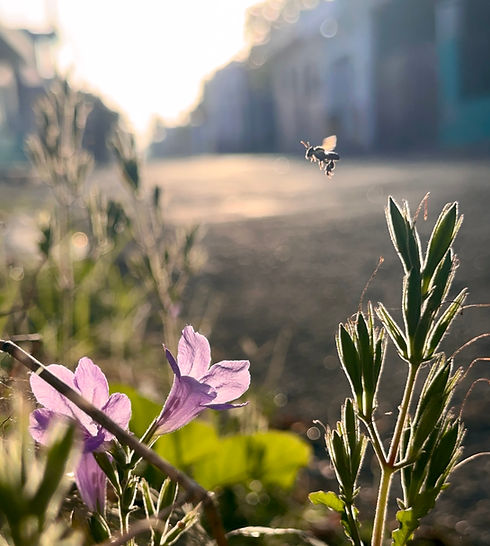 ruellia_polinizador.jpg
