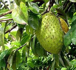 soursop