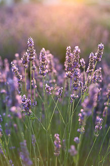 Lavender 1_edited.jpg