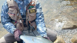 《サクラマス》引き続き申し込み受付中！