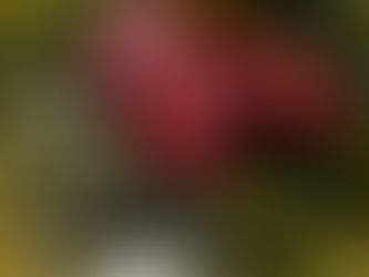          Experimente comida da Região