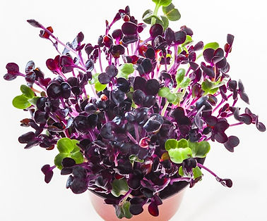 Hobart Tasmania Naked Carrot Microgreens Radish Radishini