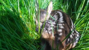 Rehkitzrettung 2020 im Saarland 