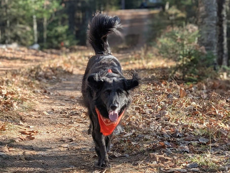 a Northwoods Vacation with Senior Dogs