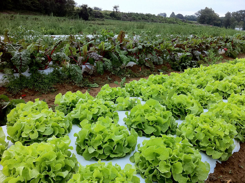 Field greens.jpg