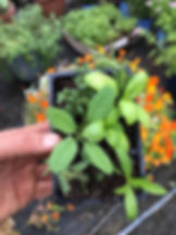 herb packs - aromatics