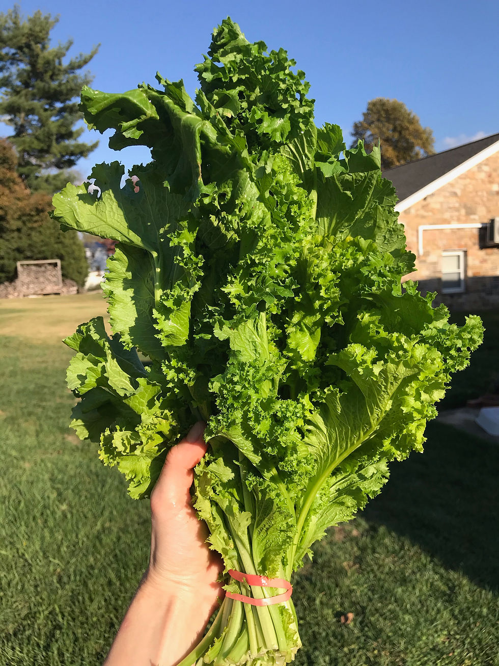 green mustard bunch