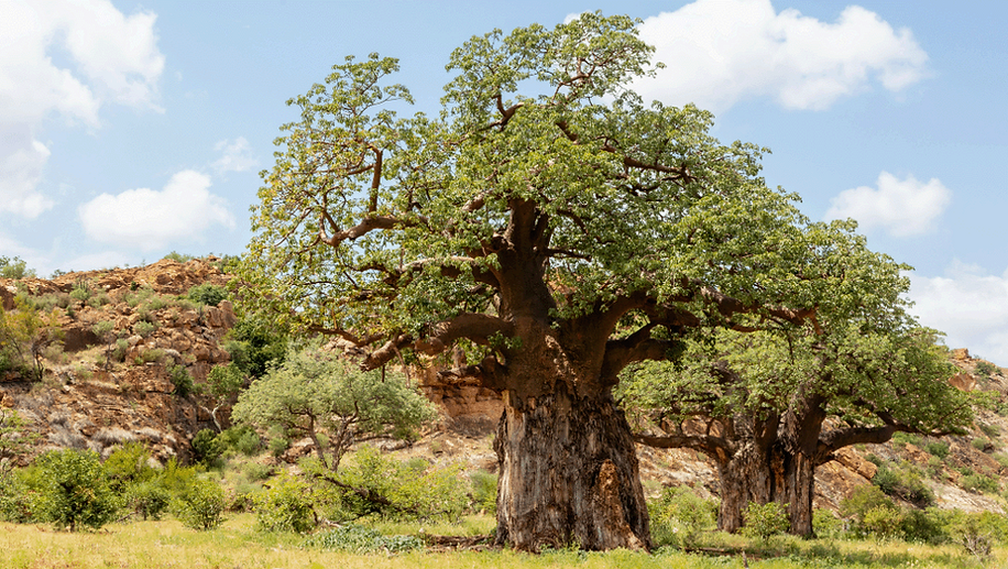 Mapungubwe