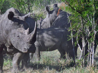 Wereld Neushoorn Dag: een strijd om te overleven