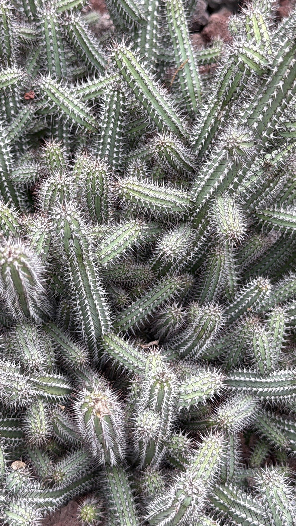 A defensive cactus densely covered in spikey thorns