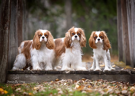 georgie and littermates
