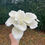 Thumbnail: White real-touch Artificial Calla Lily bunch of 7 stems | 36cm