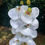 Thumbnail: White real-touch artificial Orchid | 75cm