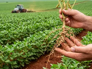 Por que fertilizantes perdem nitrogênio antes de chegar à planta?