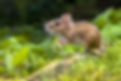 Rodent-Control.jpg