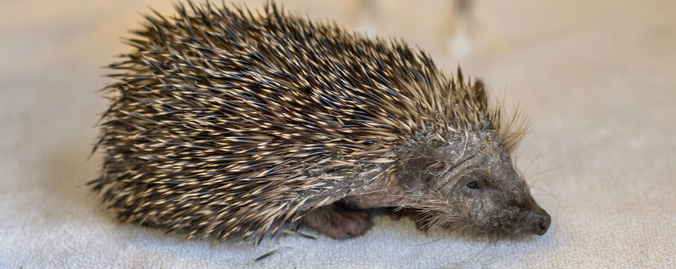 Found A Hedgehog.jpg