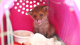 Fox cub (2).jpg
