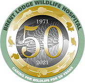 Brent Lodge, caring for wildlife for 50 years