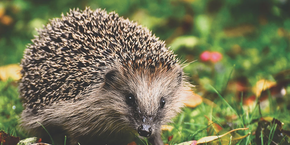 A hedgehog in a garden