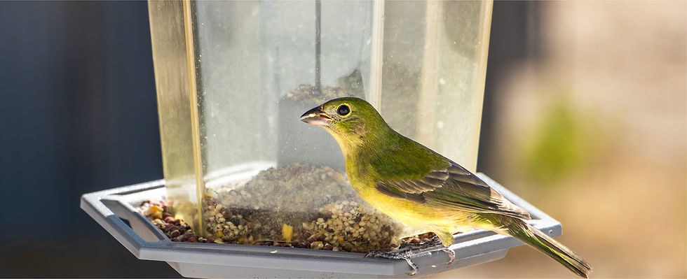 a greenfinch eating seed