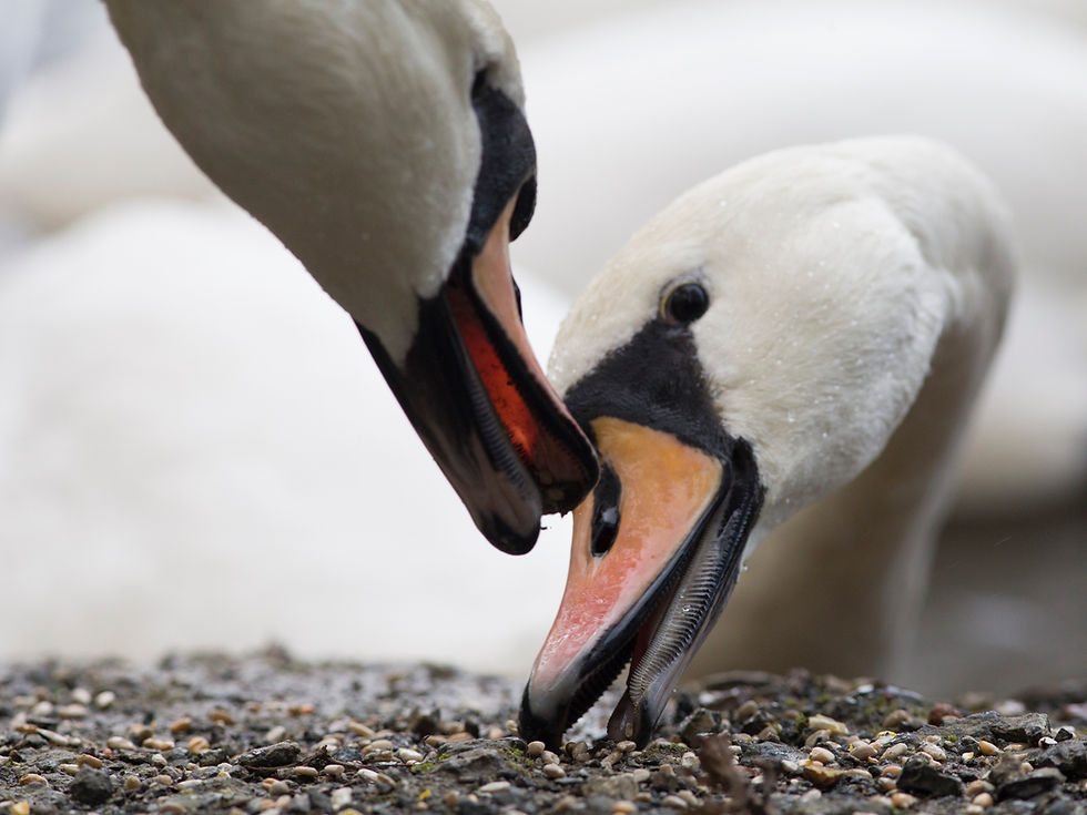 2 swans feeding seed