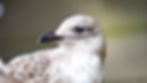 a young gull