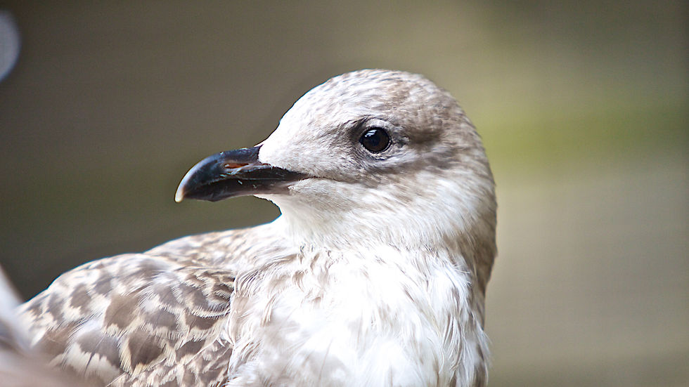 a young gull