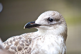 Herring gull.jpg