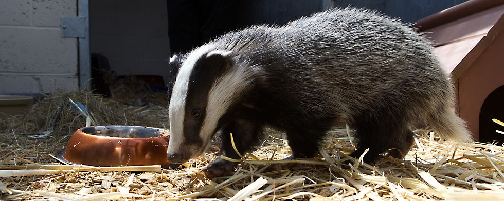 A badger on straw eating out of a copper bowl