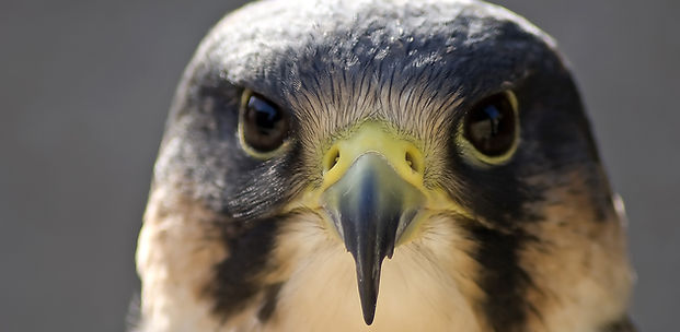 Peregrine Falcon.jpg