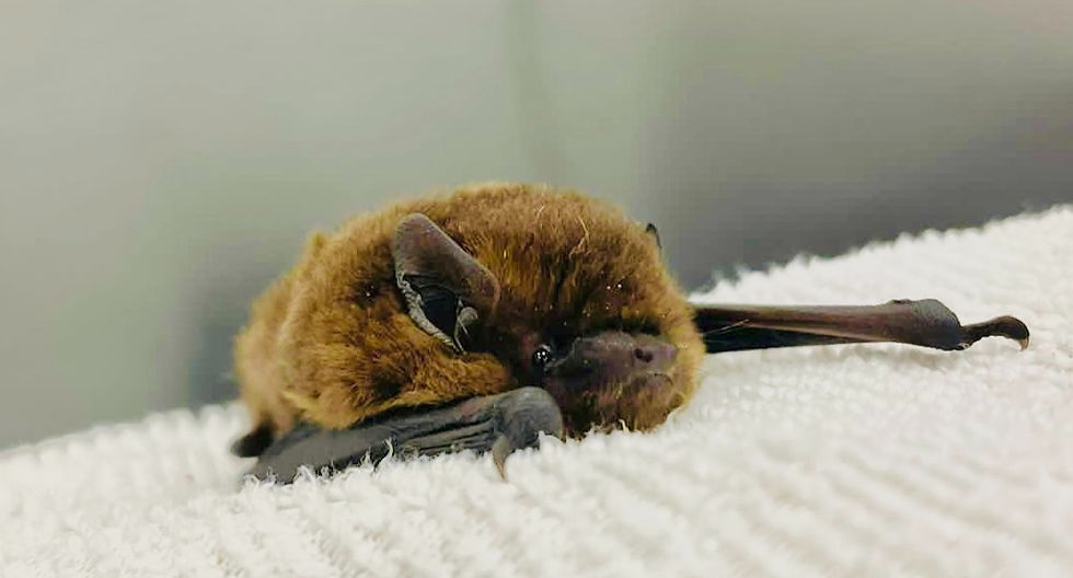 A pipistrelle bat on a white towel