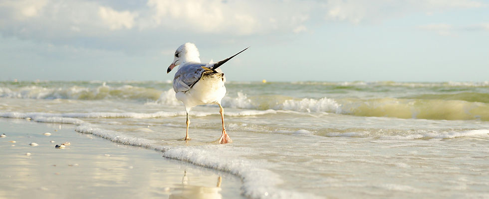 A gull in the sea. Blue sky