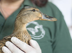 BLWH Duck.jpg
