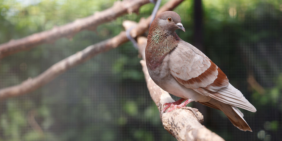 Feeding Garden Birds Safely