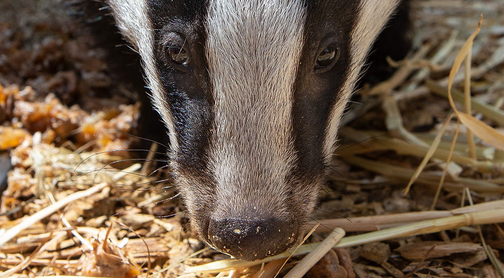 A head on view of a black and white badger