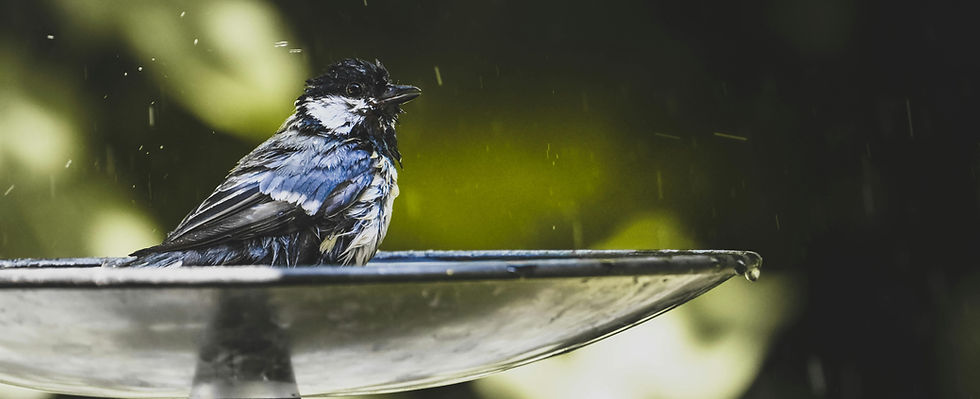 a bird bathing in a water bath