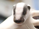 Badger Cub