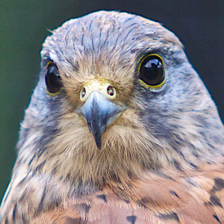 a kestrel