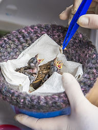 Brent Lodge Feeding Young-5695.jpg