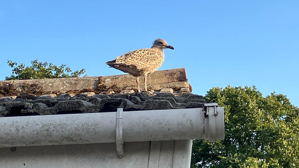 a young gull on a rooftop