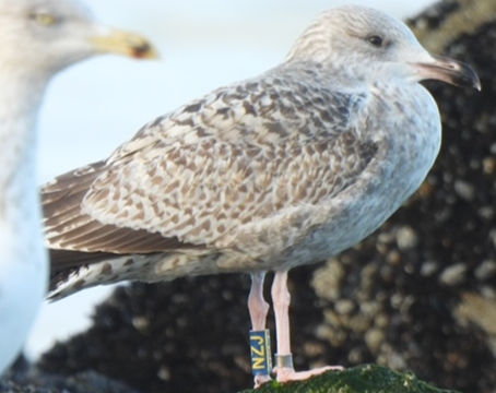 Helping, Not Harming: What to Do If You Find a Young Gull This Summer