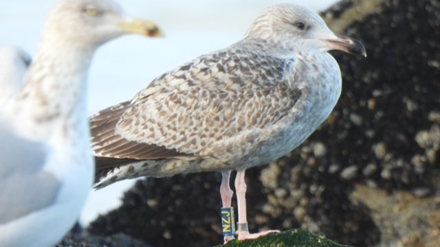 Helping, Not Harming: What to Do If You Find a Young Gull This Summer