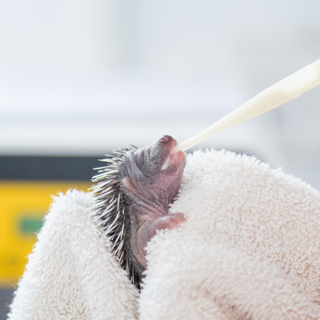 a hoglet being fed with a pipette
