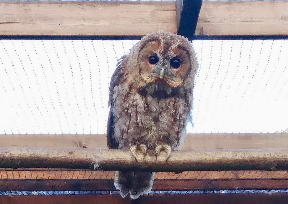 Owl on perch recovering