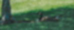 a goose in the shade